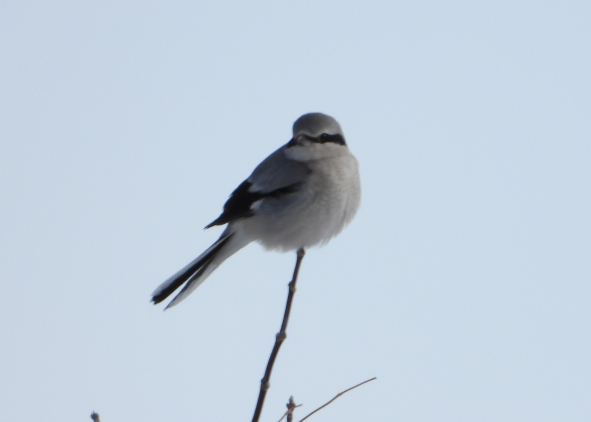 חנקן צפוני - ML305370291