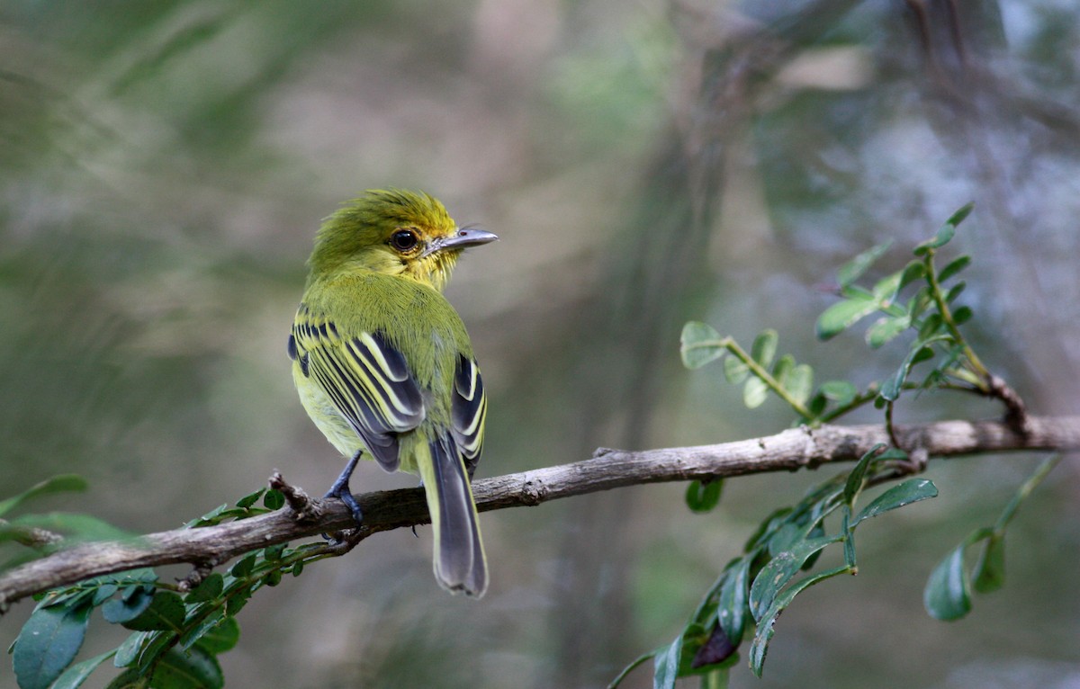 Ochre-lored Flatbill - Jay McGowan