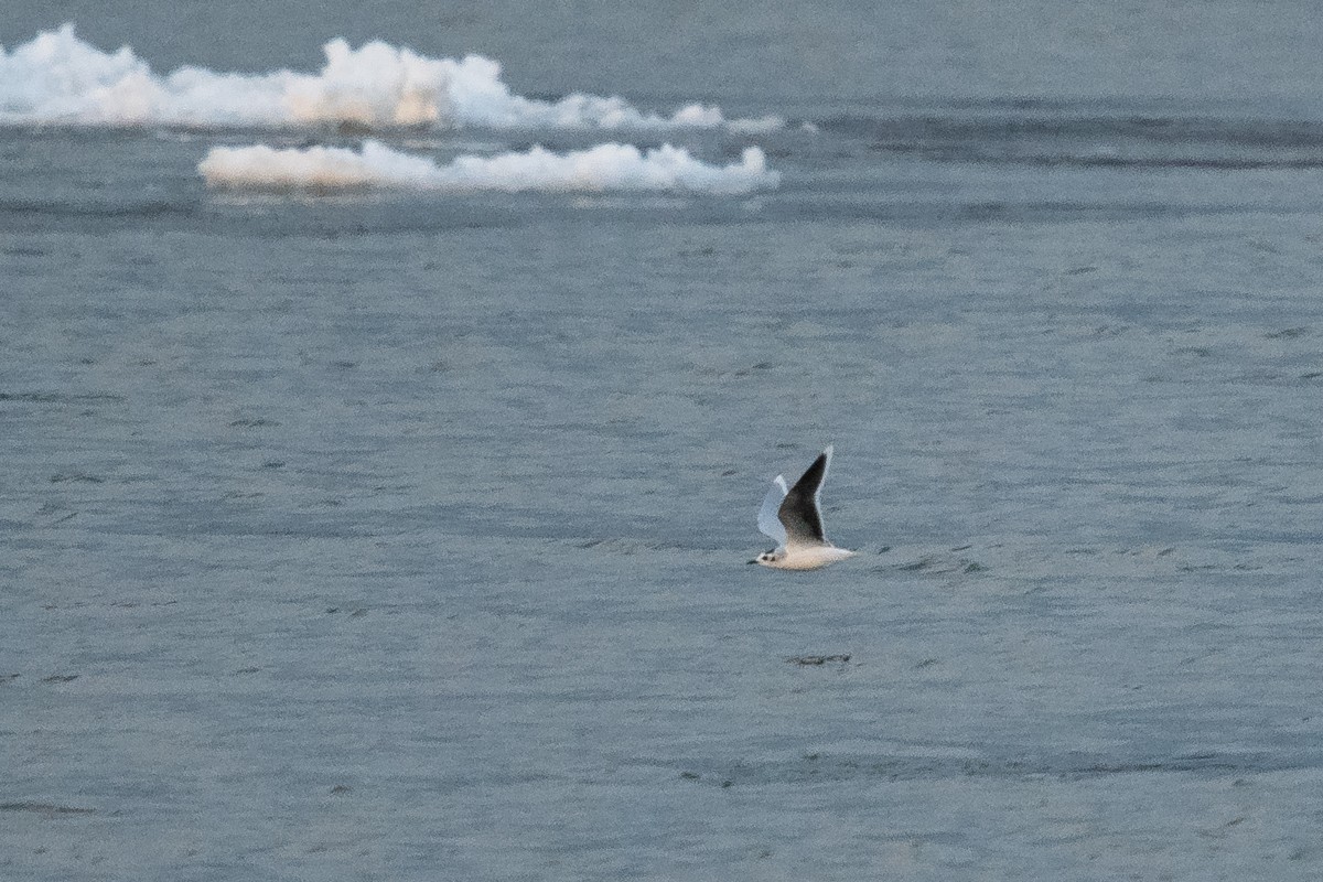 Little Gull - Ryan Griffiths