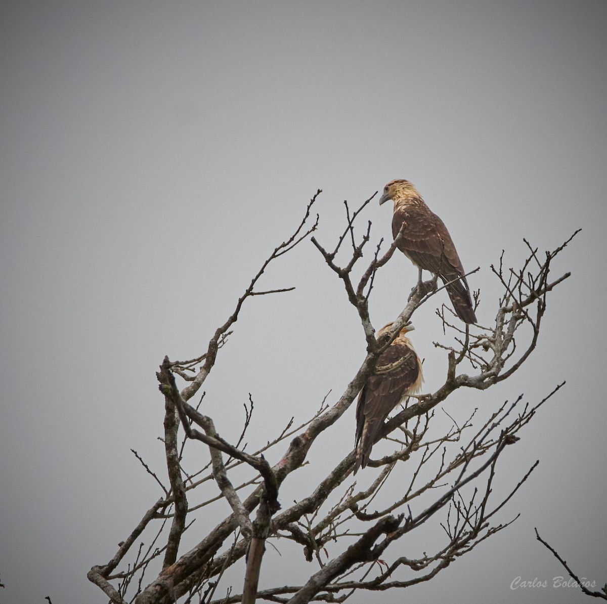 Yellow-headed Caracara - Miguel Circuito