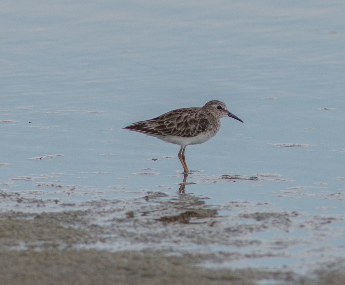 Least Sandpiper - ML30537251