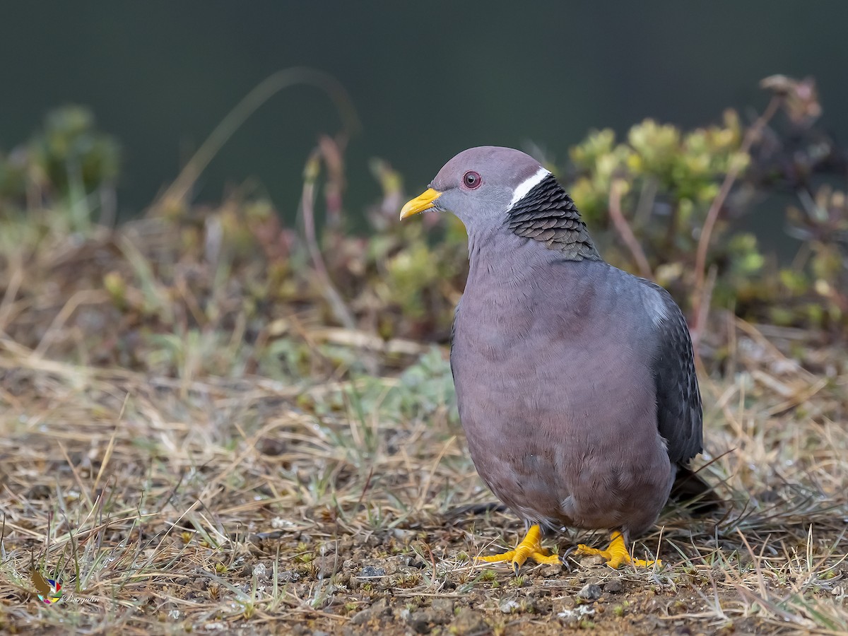 Band-tailed Pigeon - fernando Burgalin Sequeria