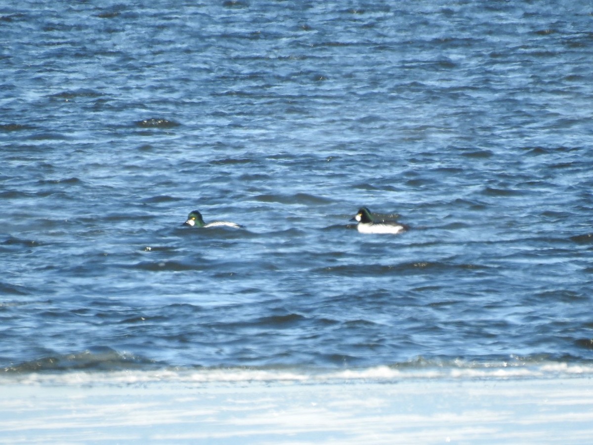 Common Goldeneye - ML305375491