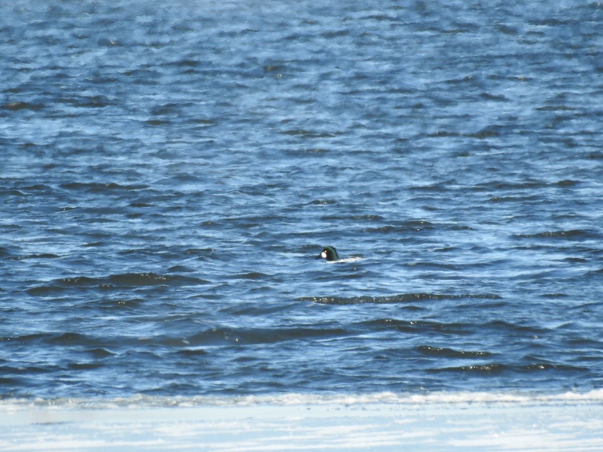 Common Goldeneye - ML305375501