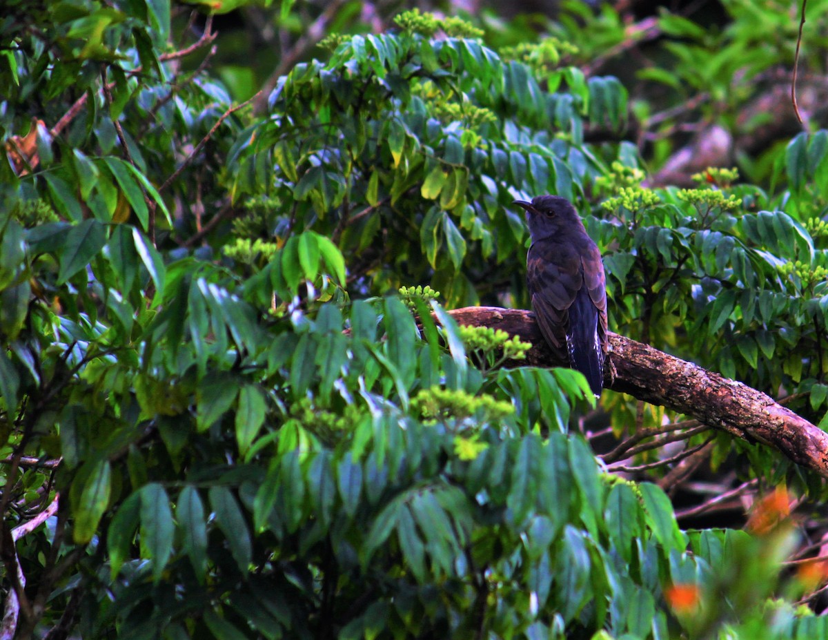 Gray-bellied Cuckoo - ML305377281