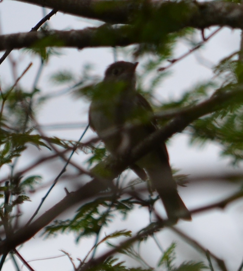 White-crested Elaenia - ML305377361