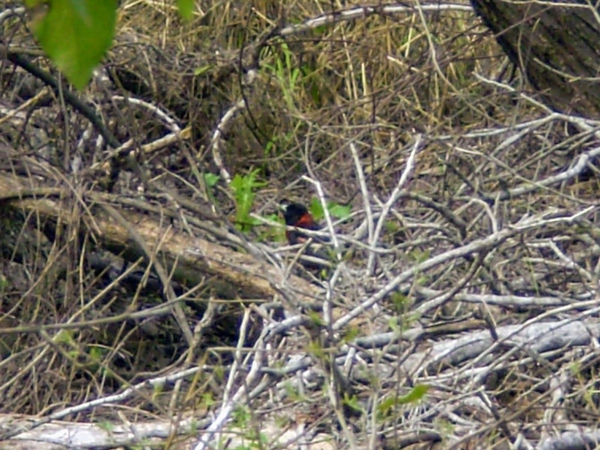 eBird Checklist - 6 Feb 2010 - Quinta Mazatlan WBC (LTC 063) - 12 species