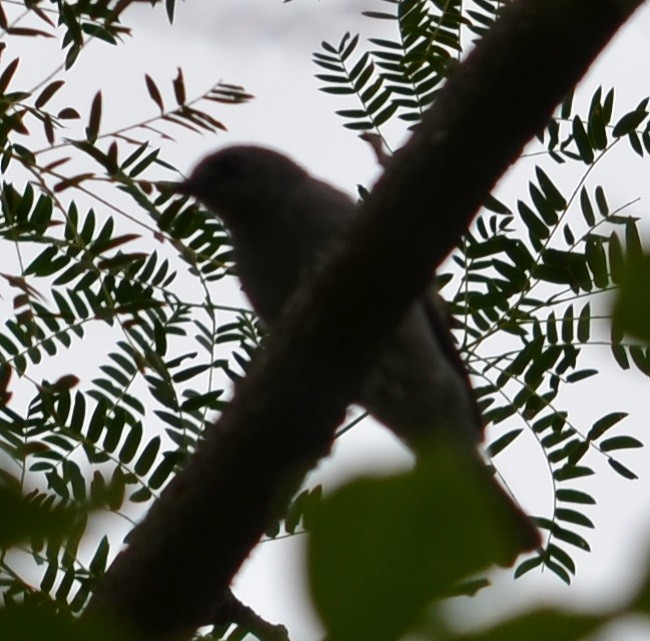 Sayaca Tanager - Viviana Fuentes