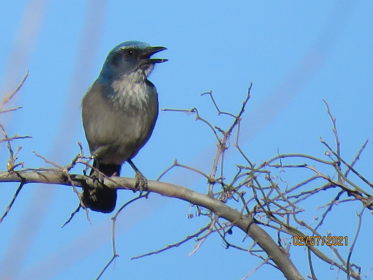 Woodhouse's Scrub-Jay - ML305378861