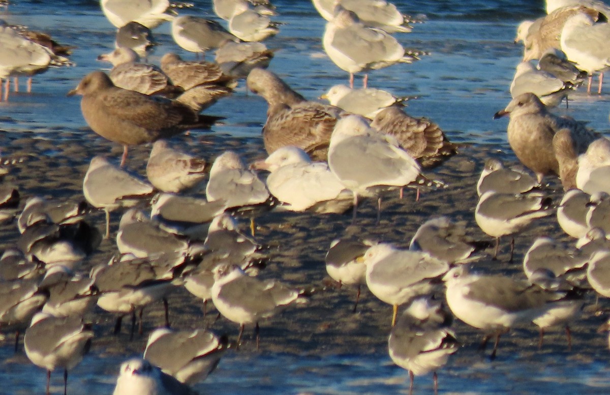 Glaucous Gull - ML305380531