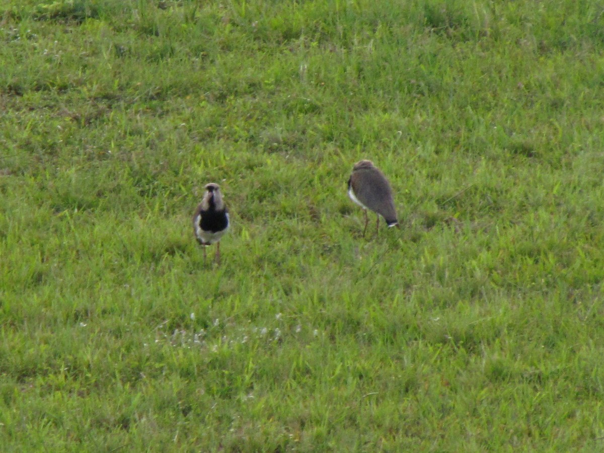 Southern Lapwing - ML305380811