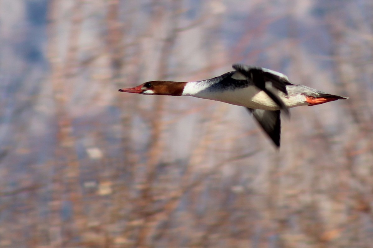 Common Merganser - ML305383841