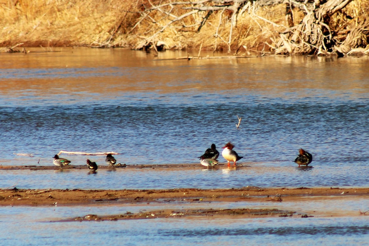 Common Merganser - ML305383871