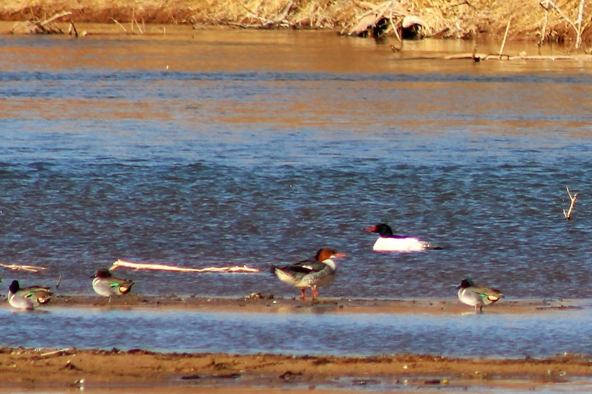 Common Merganser - ML305383881