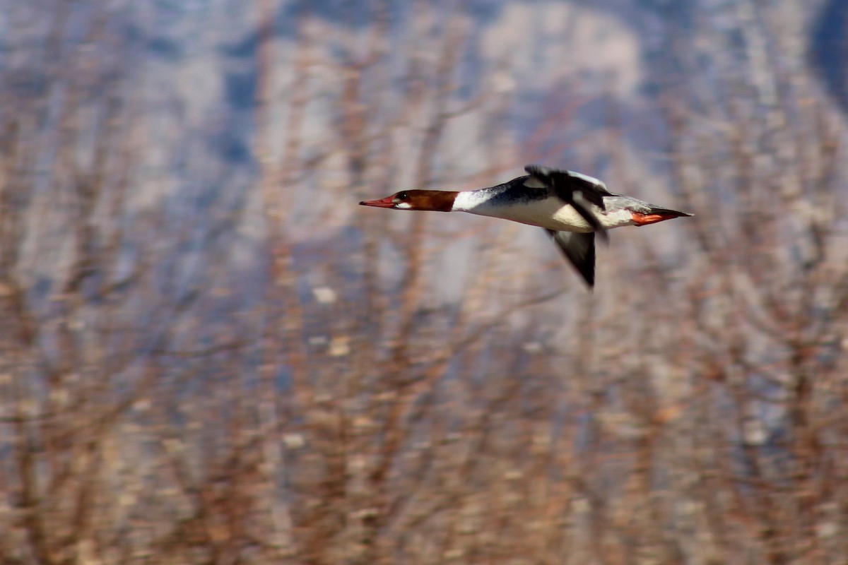 Common Merganser - ML305383941