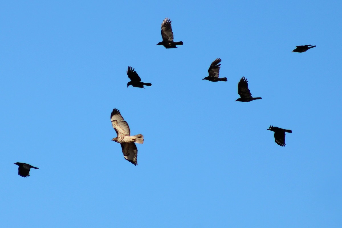 Red-tailed Hawk - ML305384121