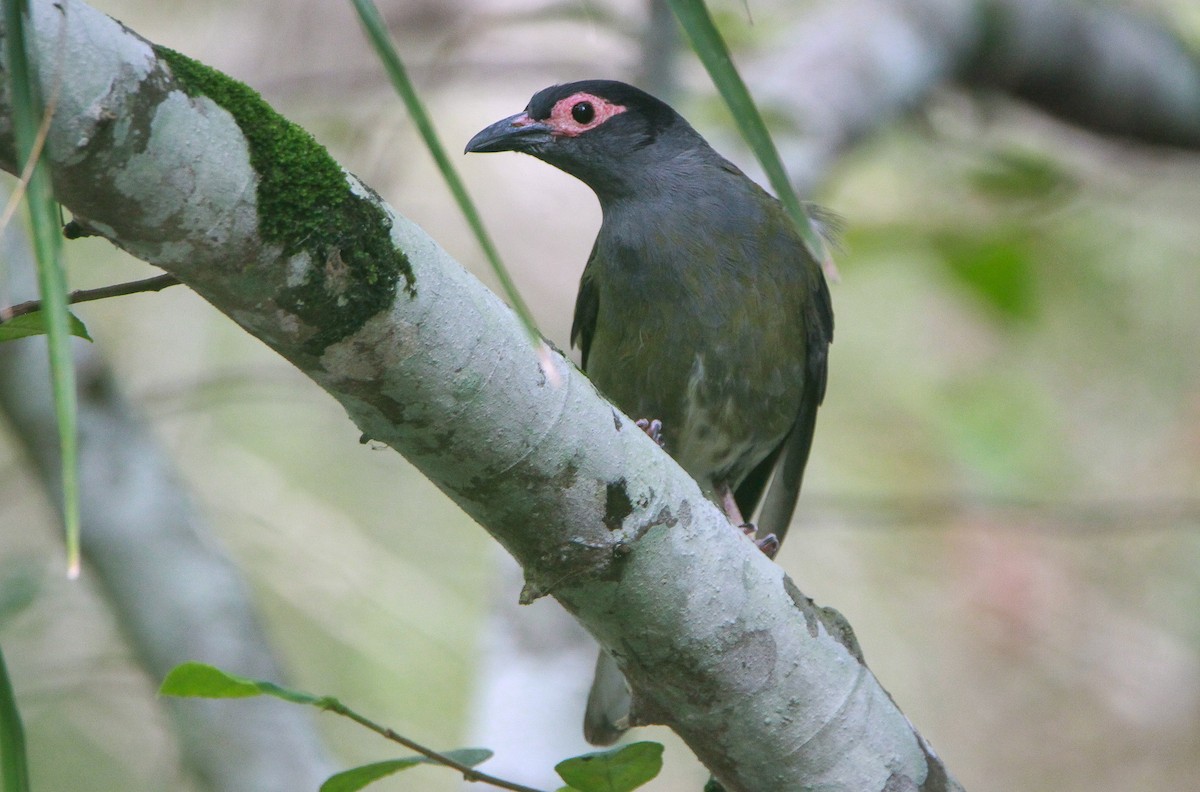 Australasian Figbird - ML305384181