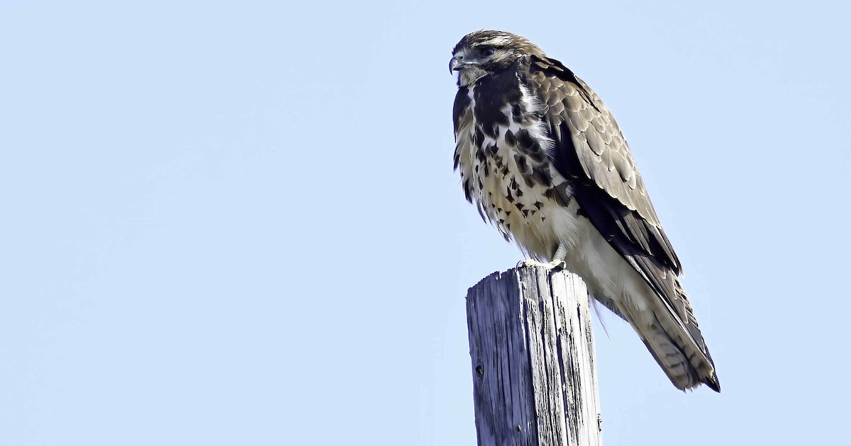 Swainson's Hawk - Rodney Gast