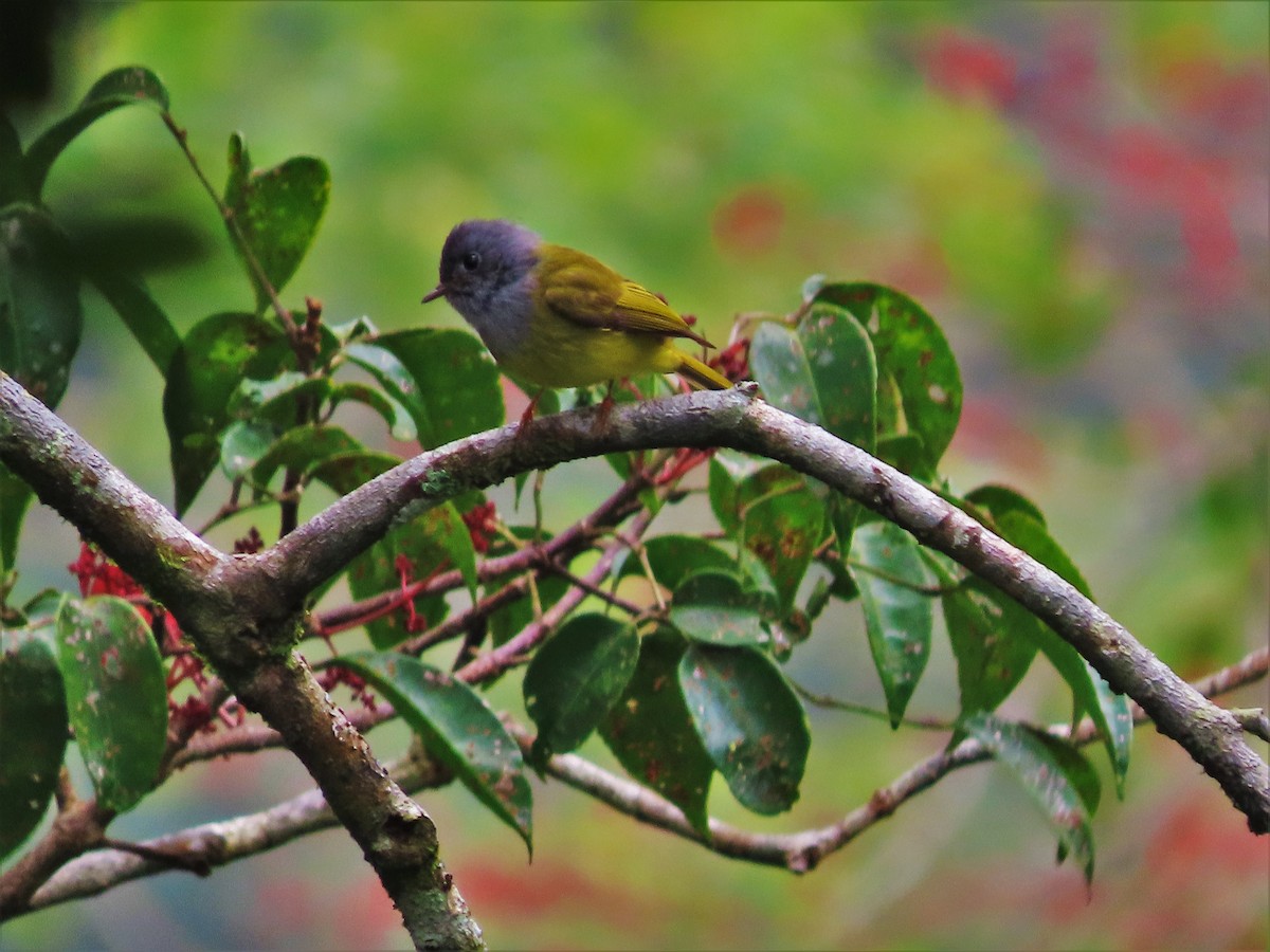 Gray-headed Canary-Flycatcher - ML305385971