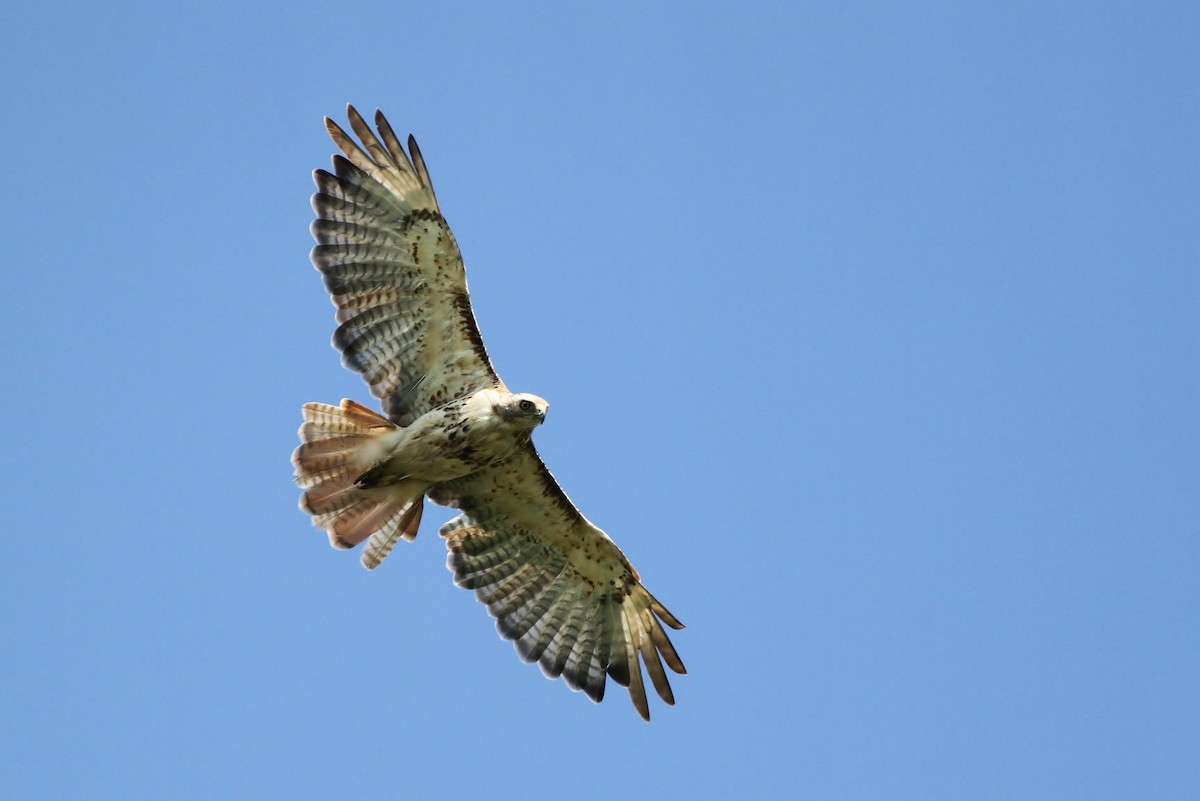 Red-tailed Hawk (borealis) - Alex Lamoreaux