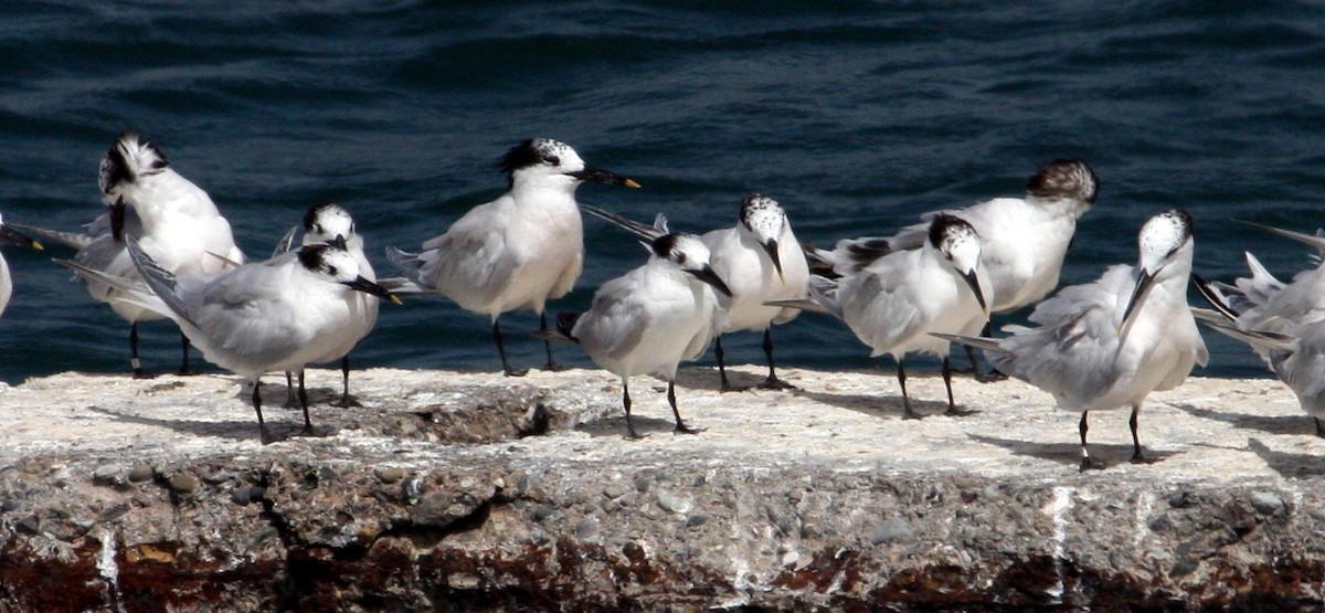 Sandwich Tern - ML305388001