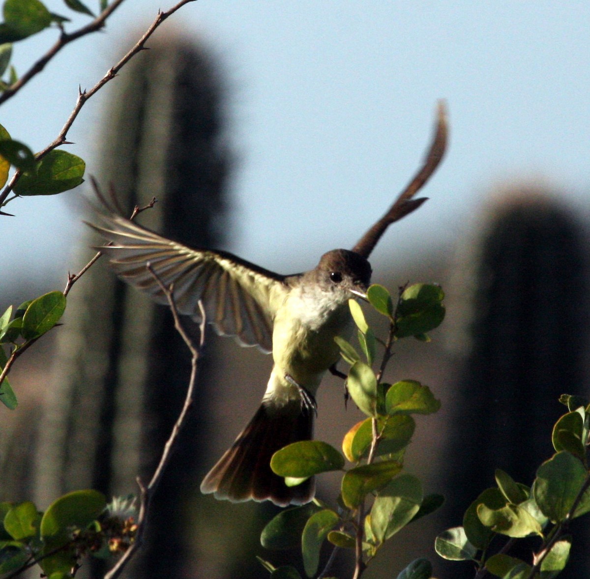 Stolid Flycatcher - Joelle Buffa Clyde Morris