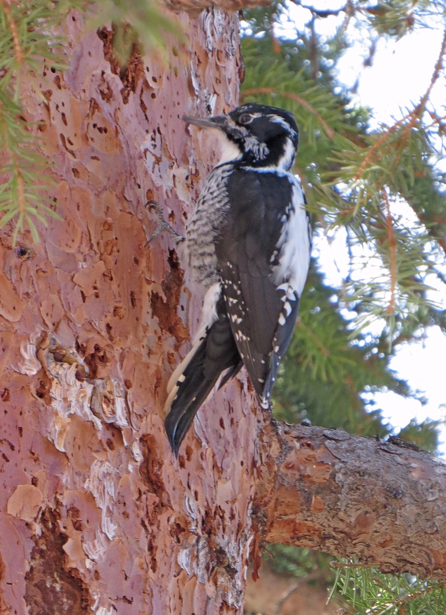 American Three-toed Woodpecker - ML30538841