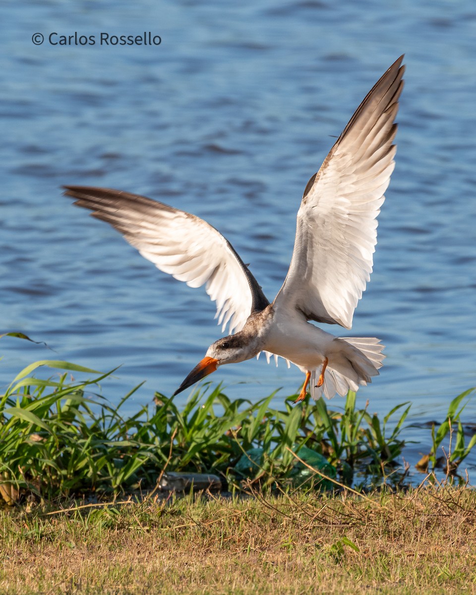 Black Skimmer - Carlos Rossello