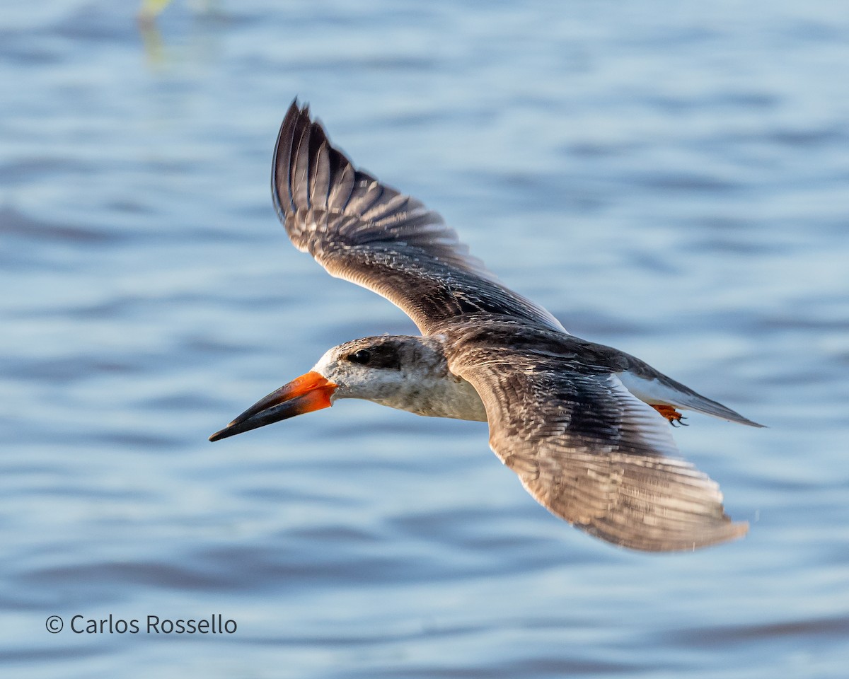 Black Skimmer - ML305391781