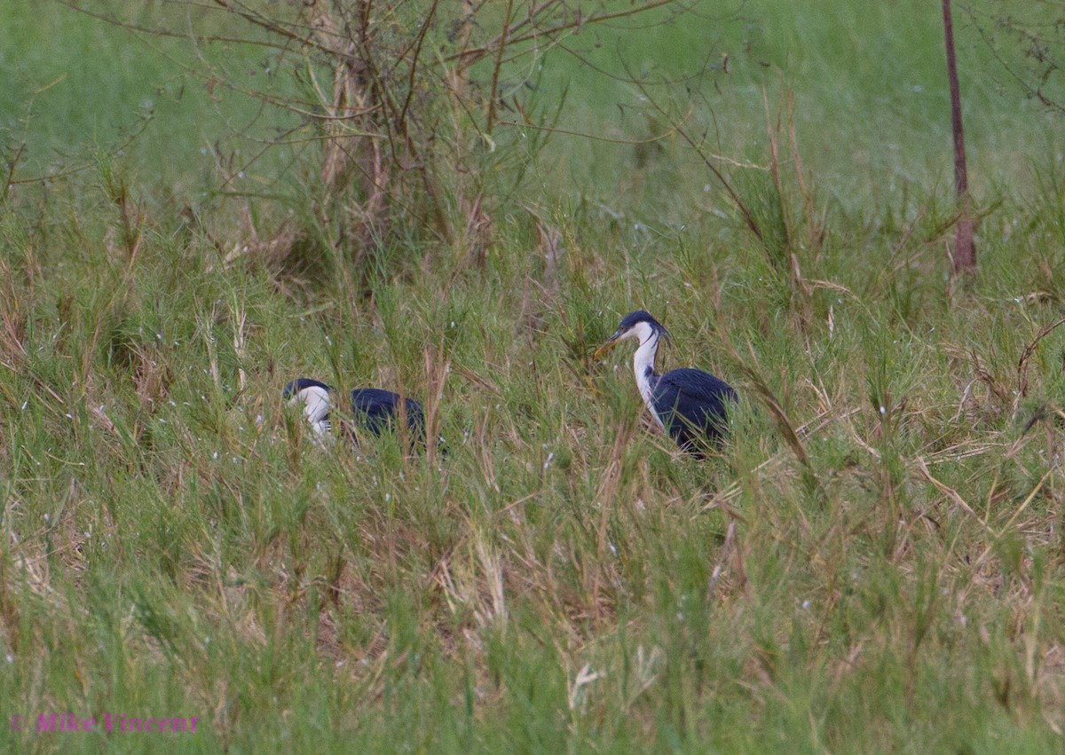 Pied Heron - Mike Vincent