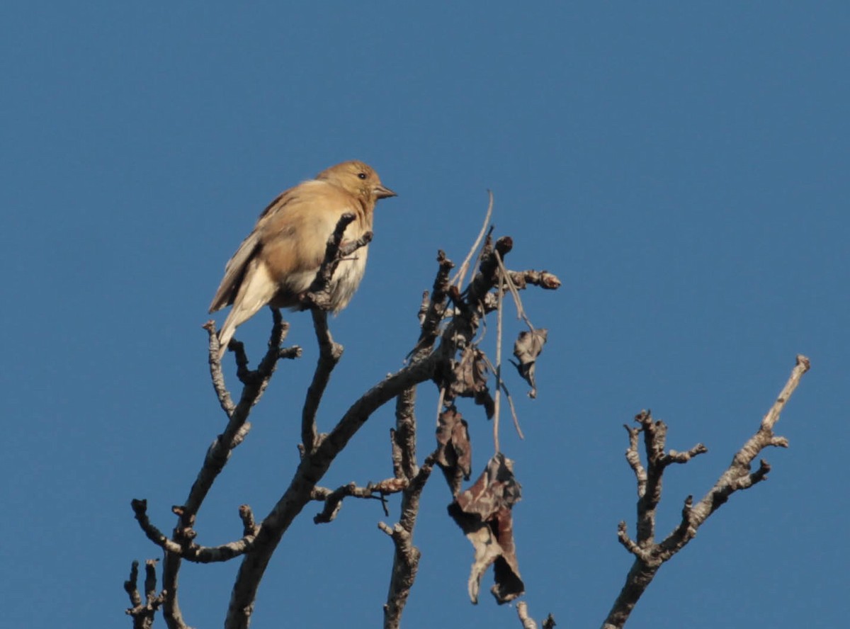 American Goldfinch - ML305394161