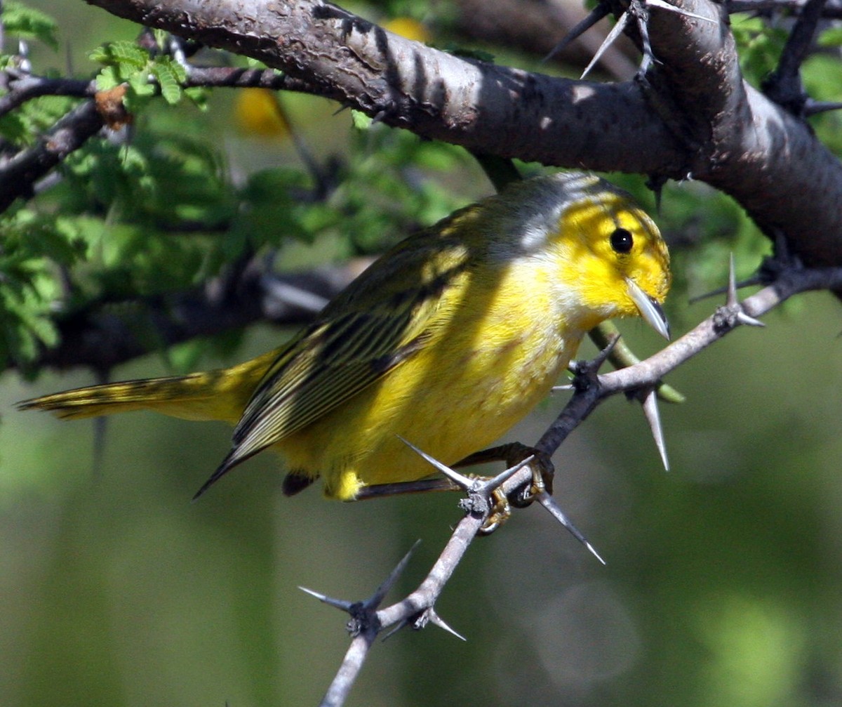 Yellow Warbler - ML305394891