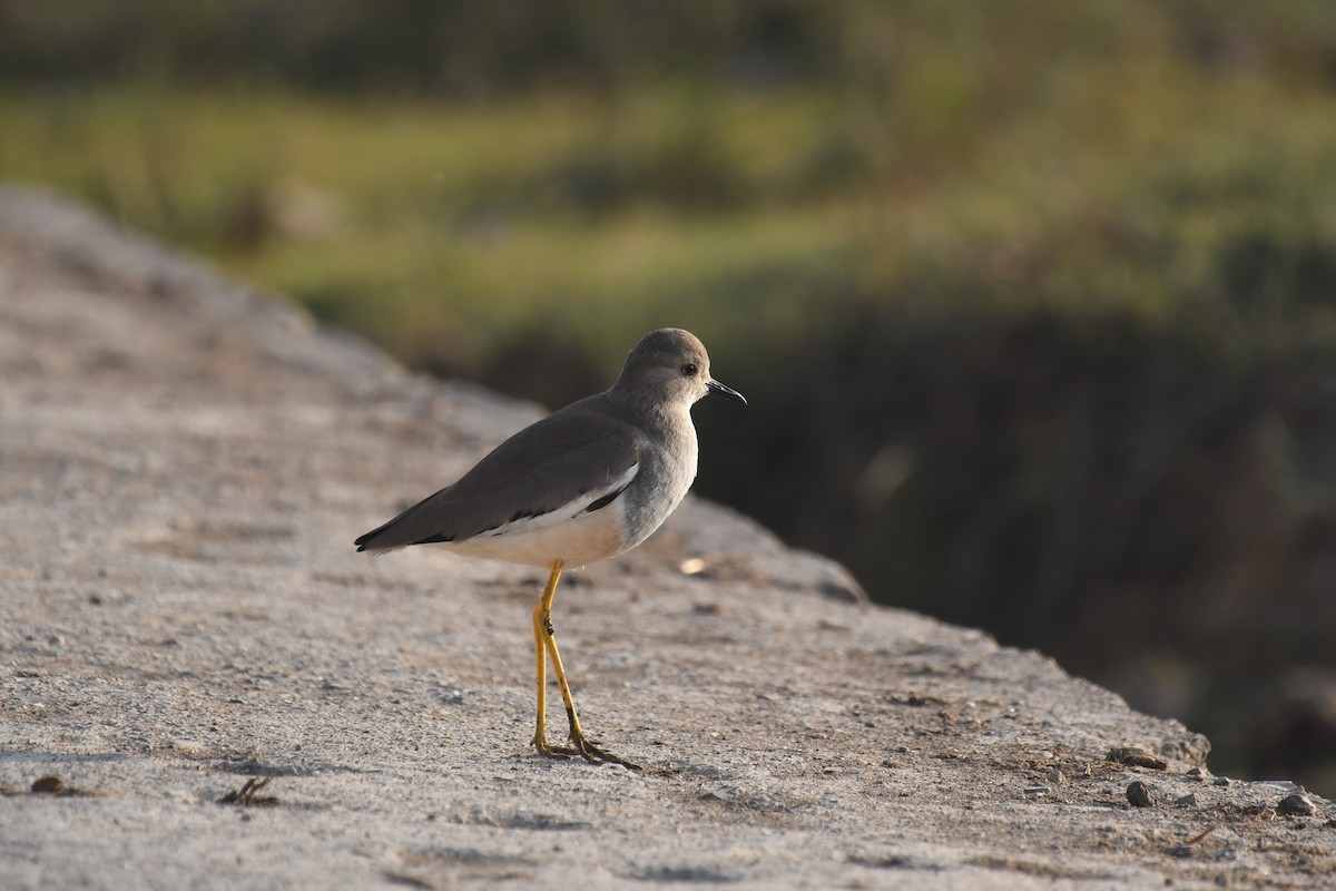 White-tailed Lapwing - ML305395041