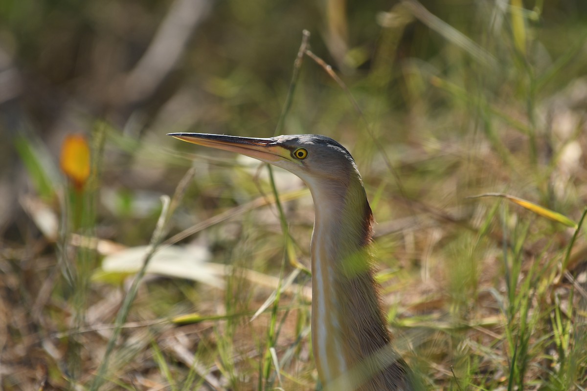 Yellow Bittern - ML305395351
