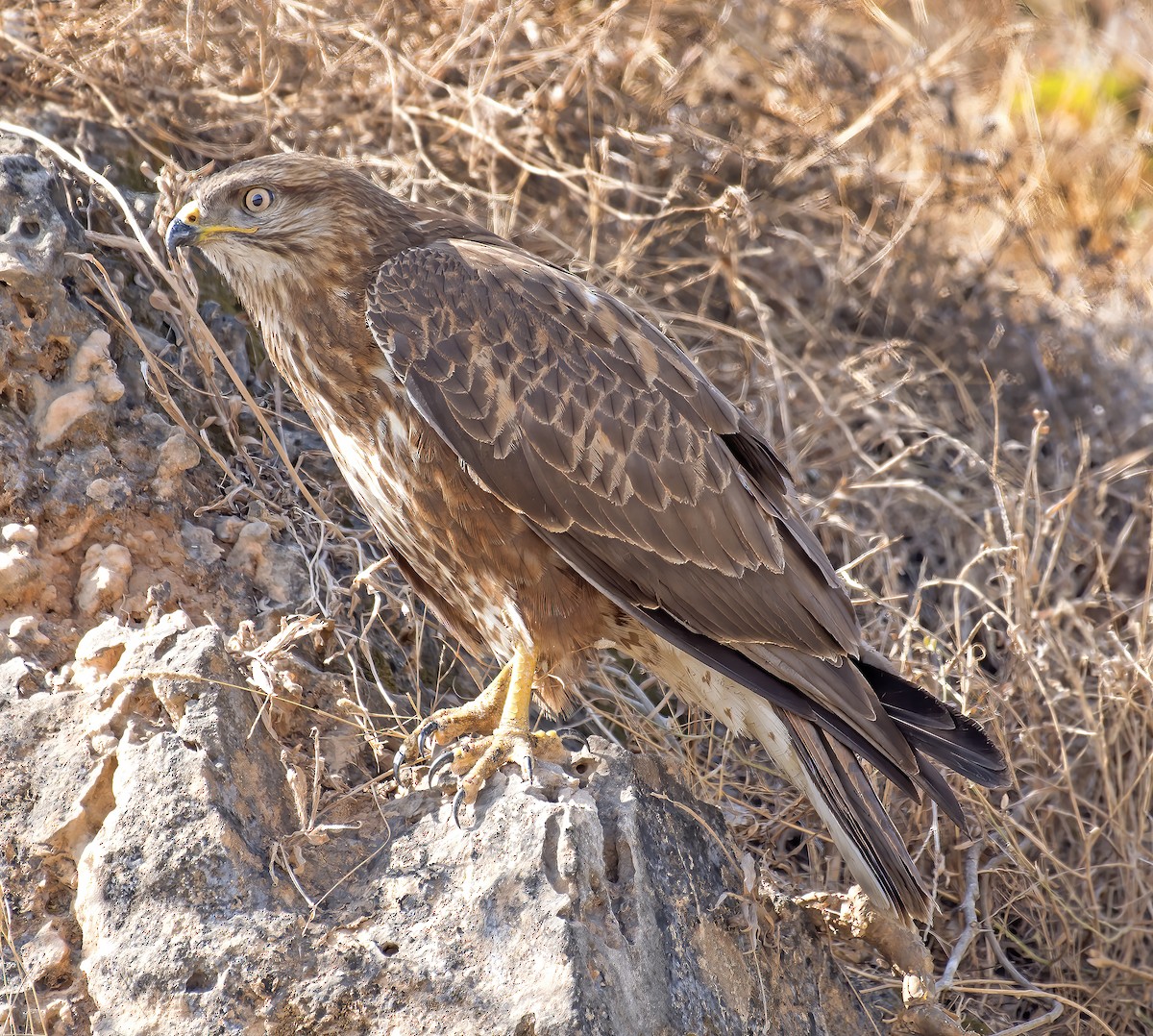 Common Buzzard (Steppe) - ML305396201
