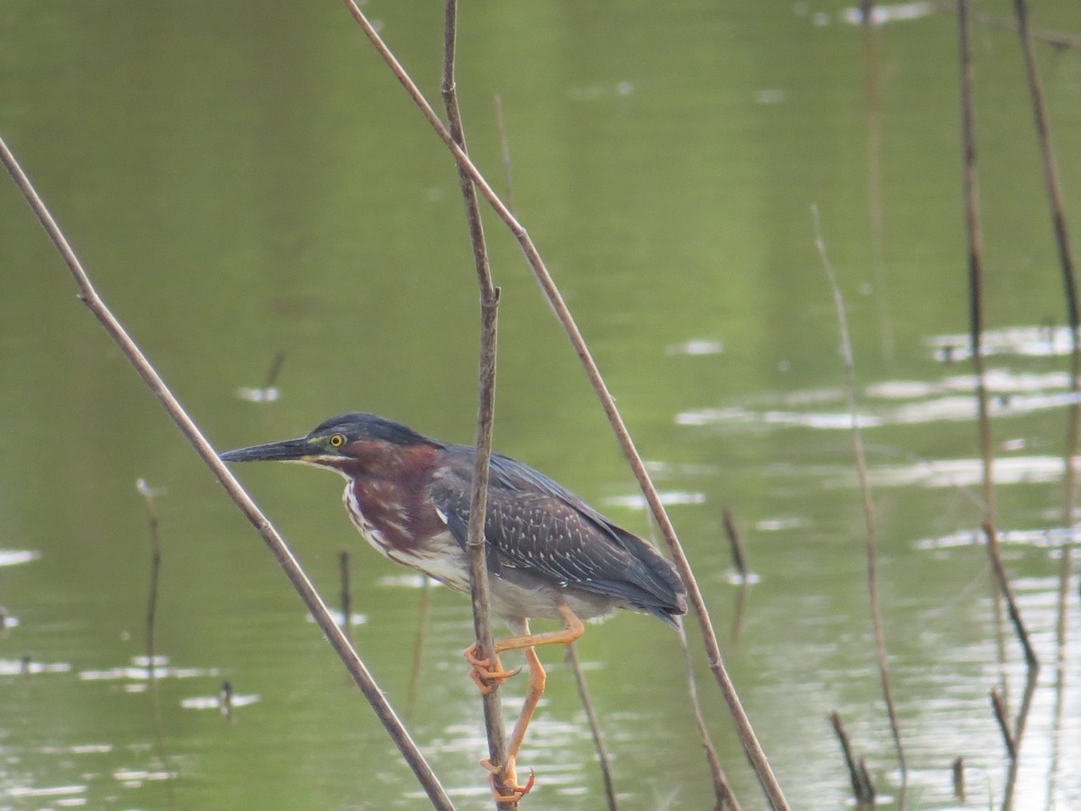 Green Heron - ML30539691