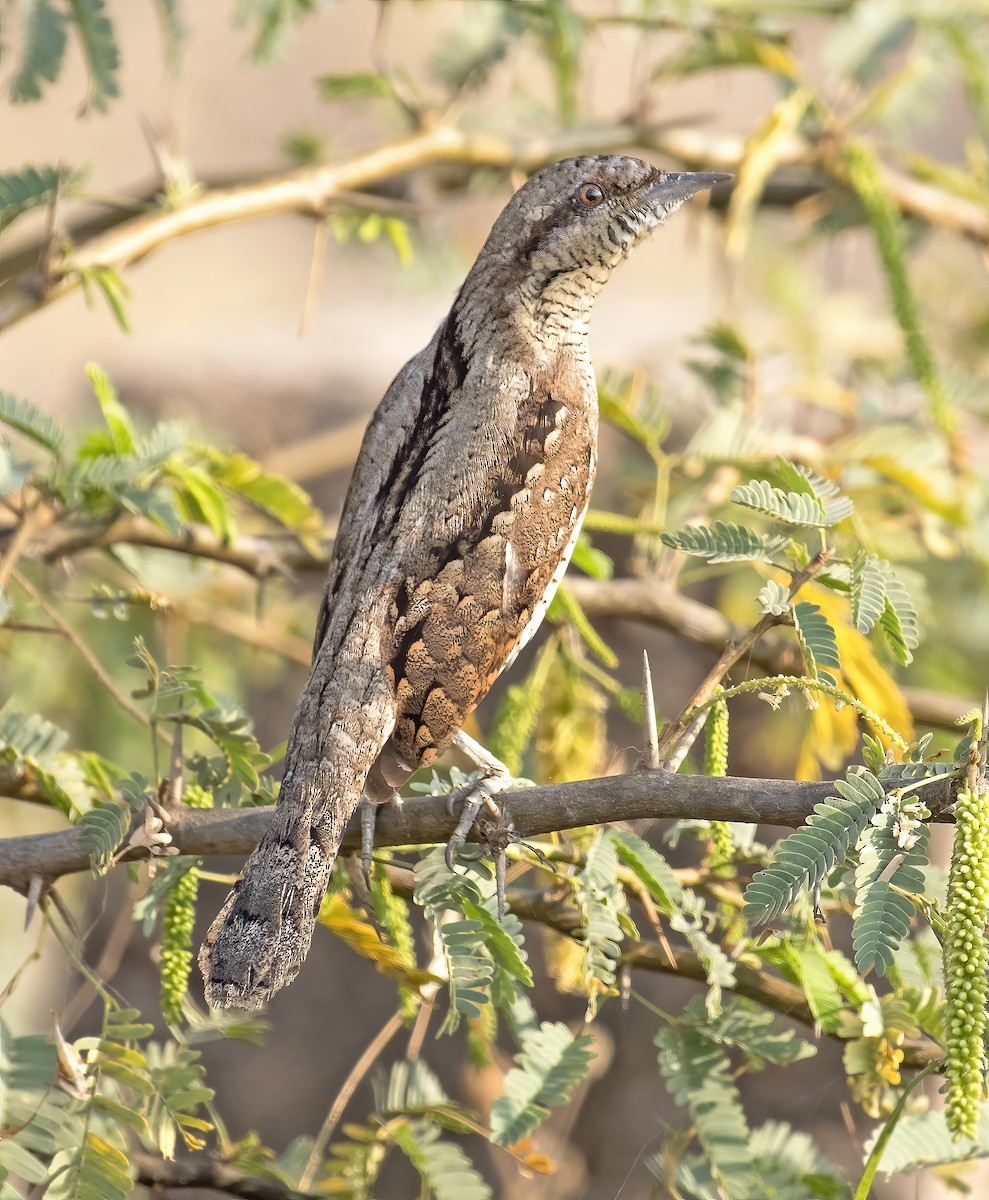Eurasian Wryneck - ML305397111