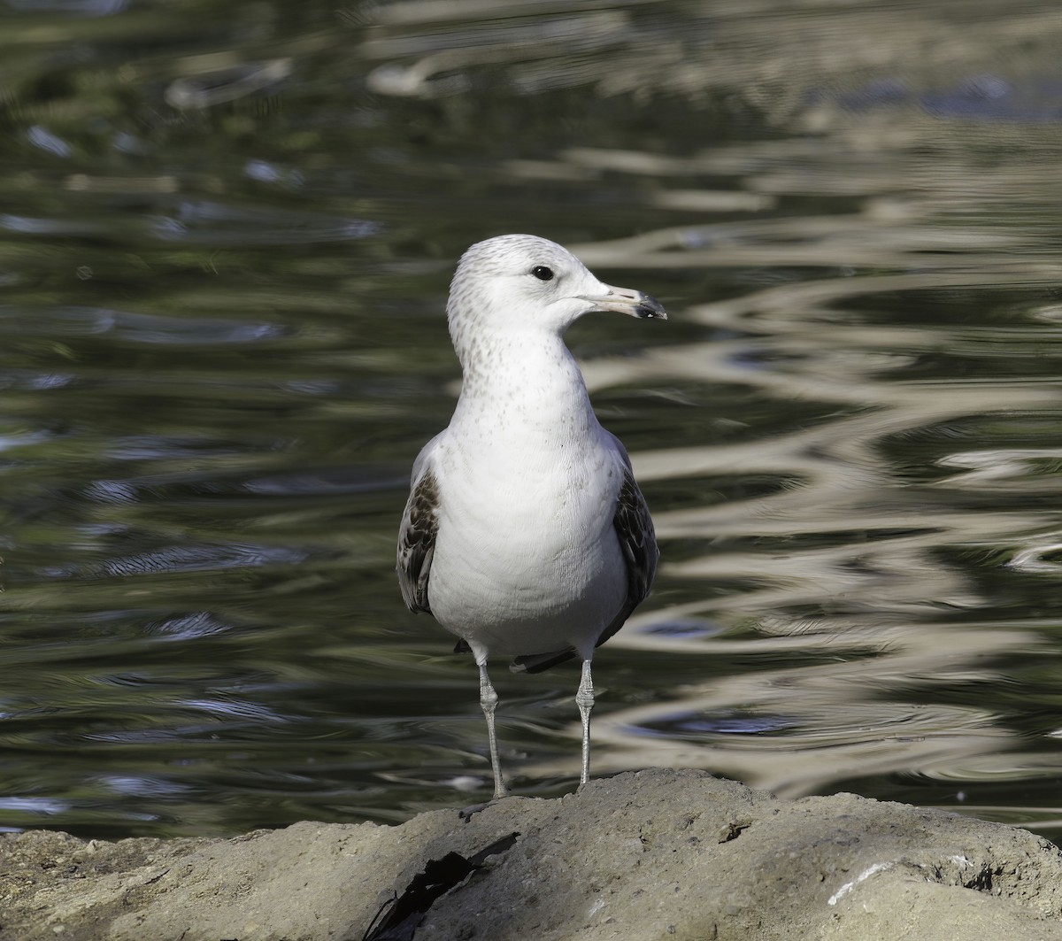 Ring-billed Gull - ML305398671