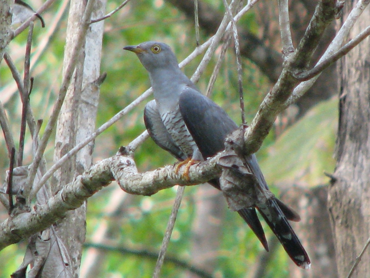 Common Cuckoo - ML30540101