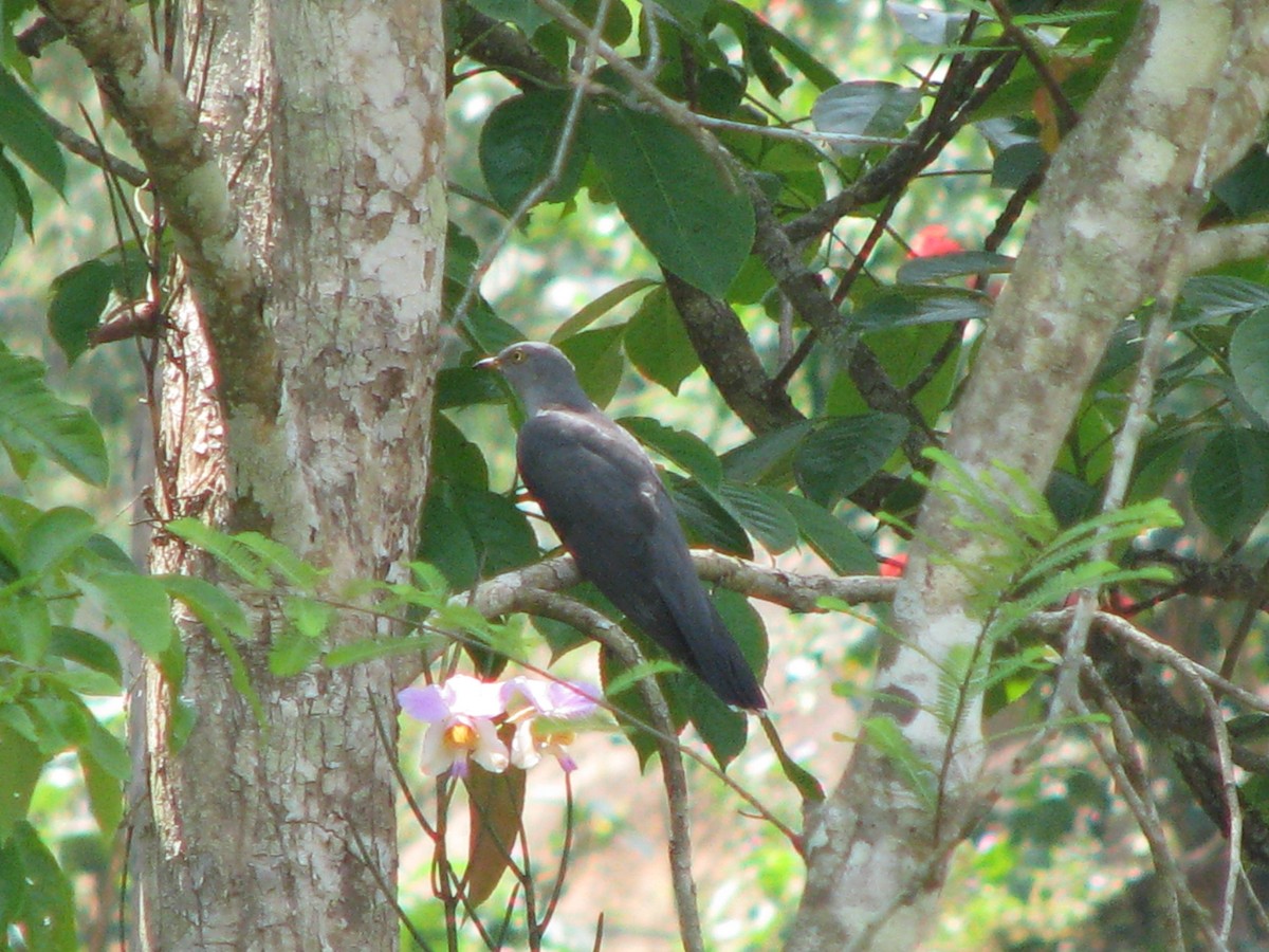Common Cuckoo - ML30540111