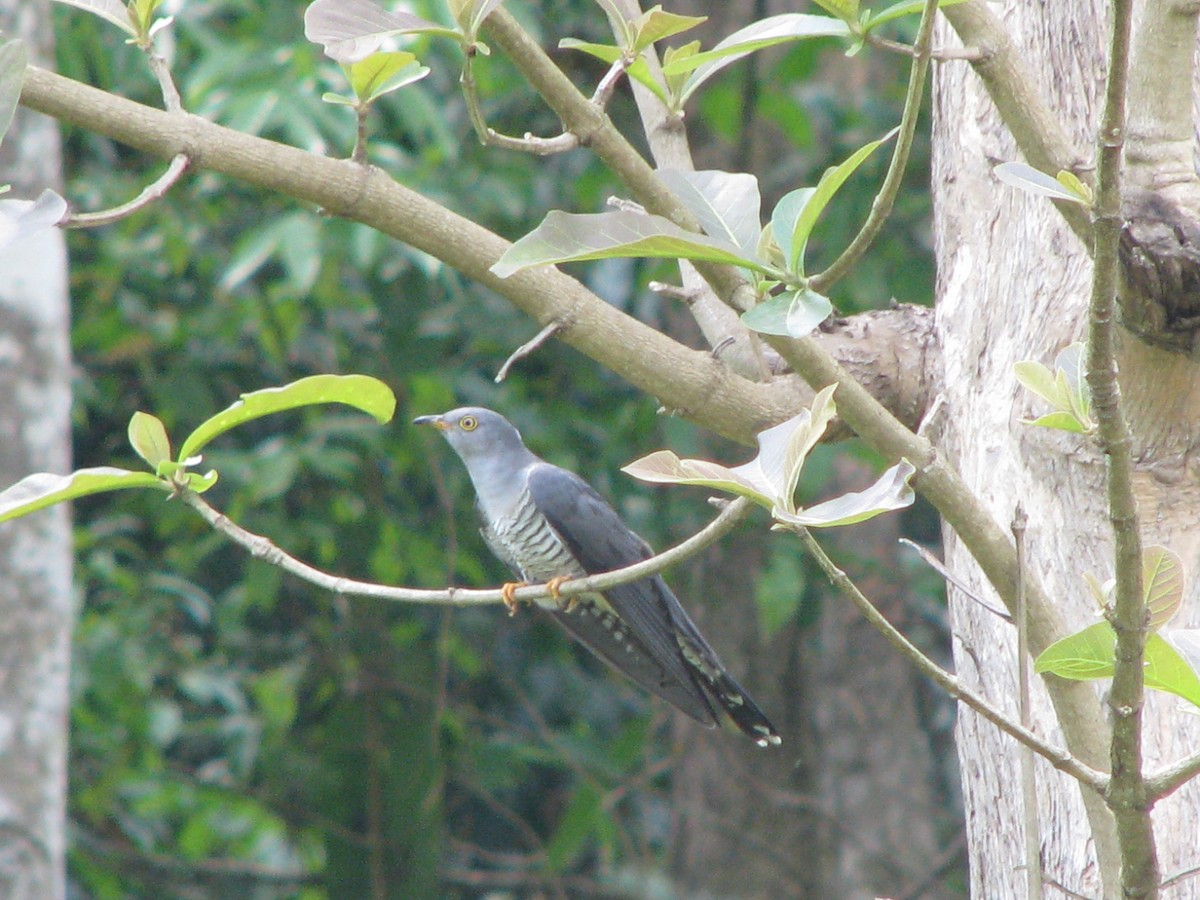 Common Cuckoo - ML30540121
