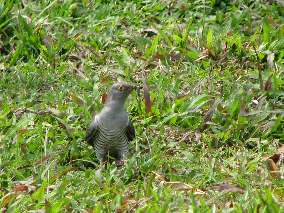 Common Cuckoo - ML30540131