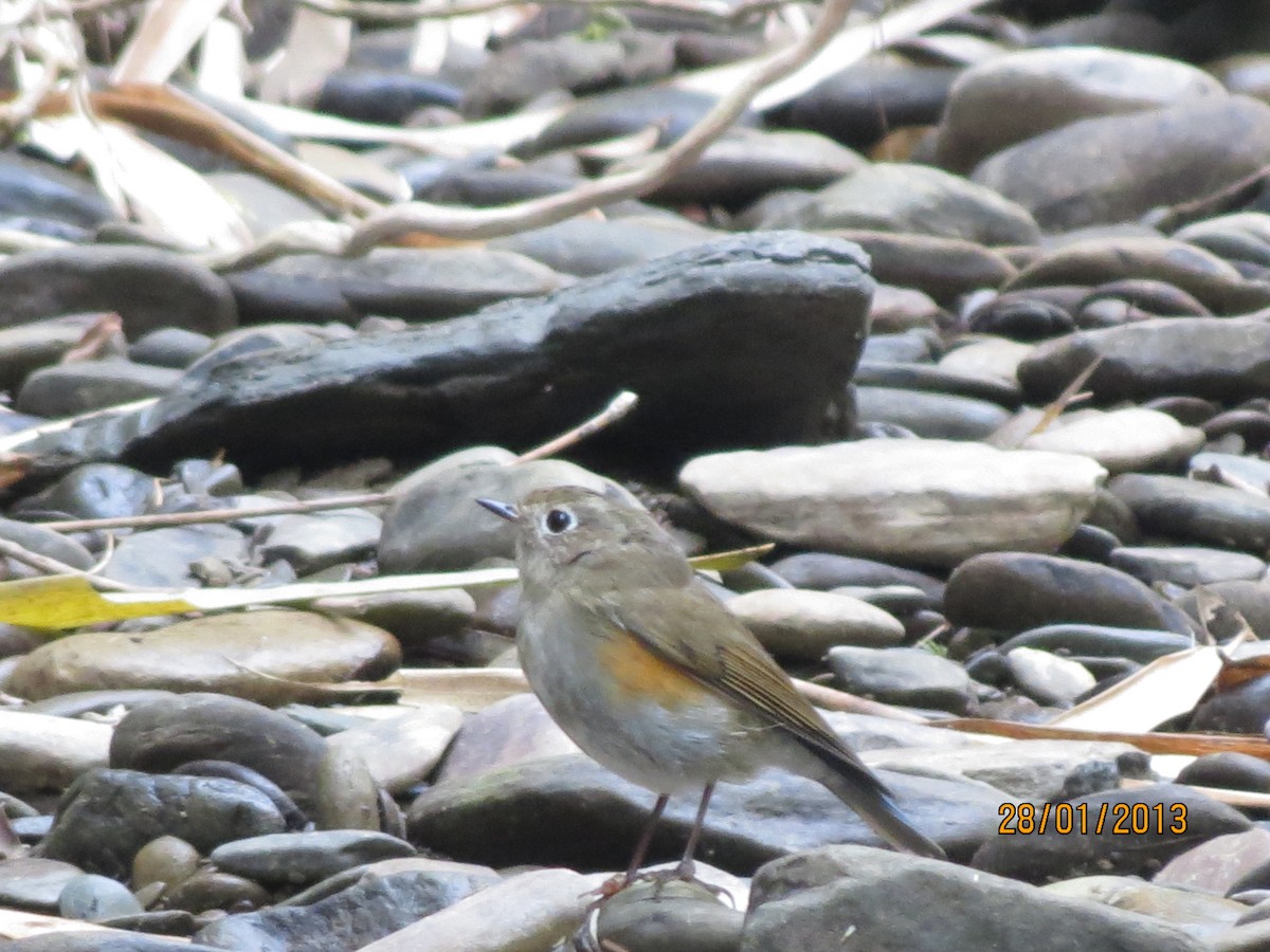 Himalayan Bluetail - ML30540171