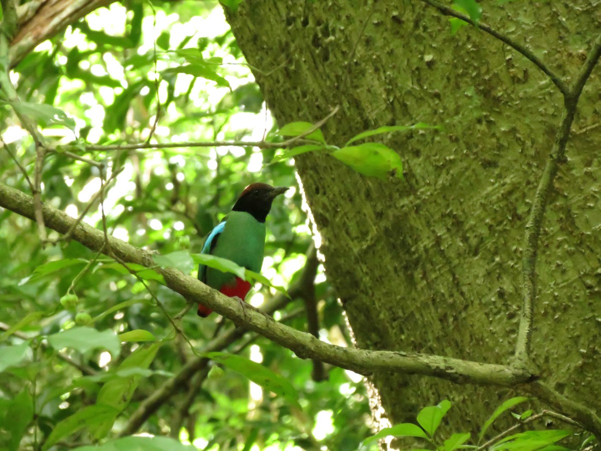 Western Hooded Pitta - ML30540271
