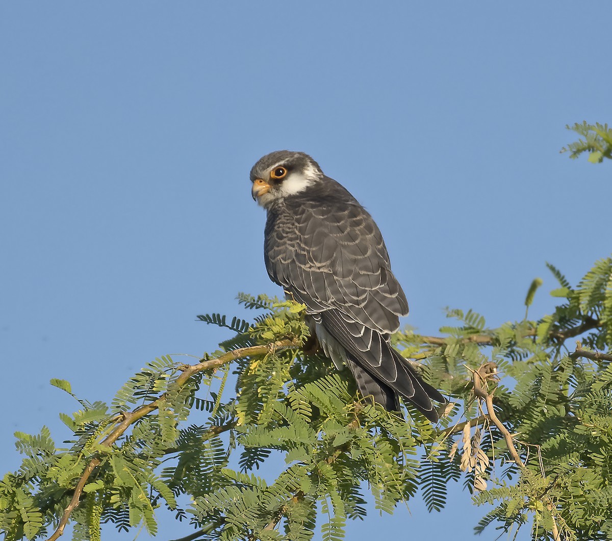 Amur Falcon - ML305402731