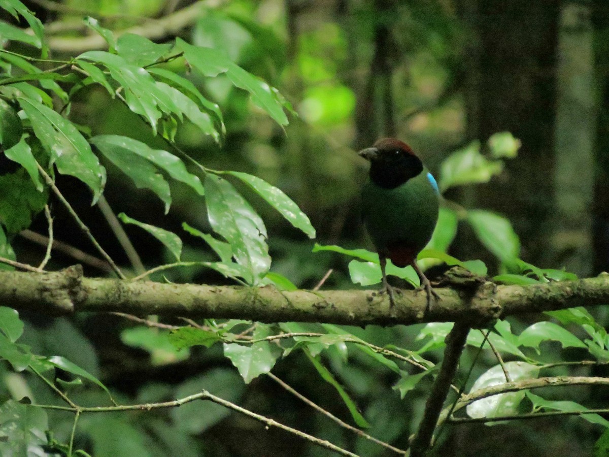 Western Hooded Pitta - ML30540281