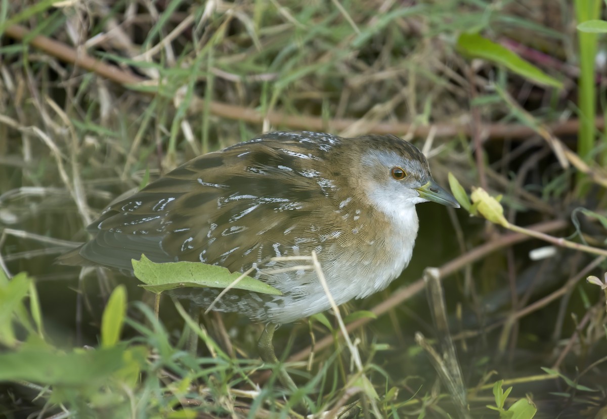 Baillon's Crake - ML305402851