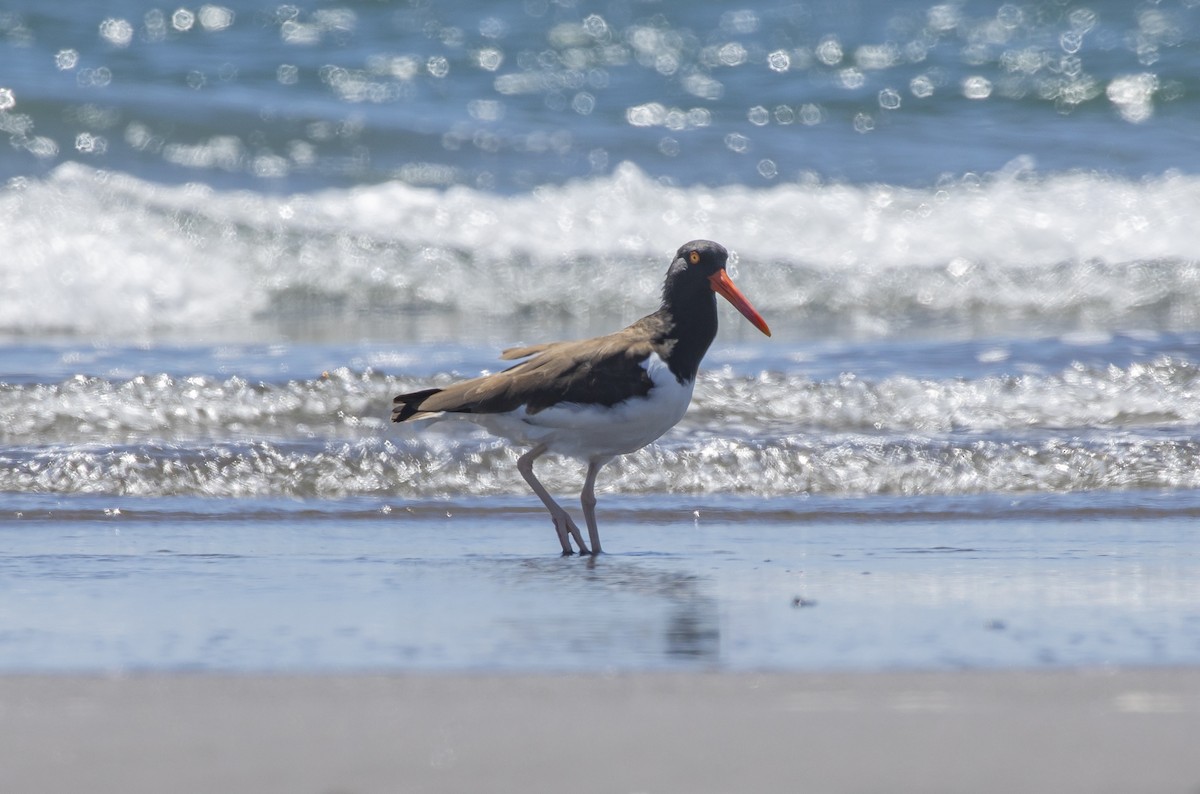 American Oystercatcher - ML305403041