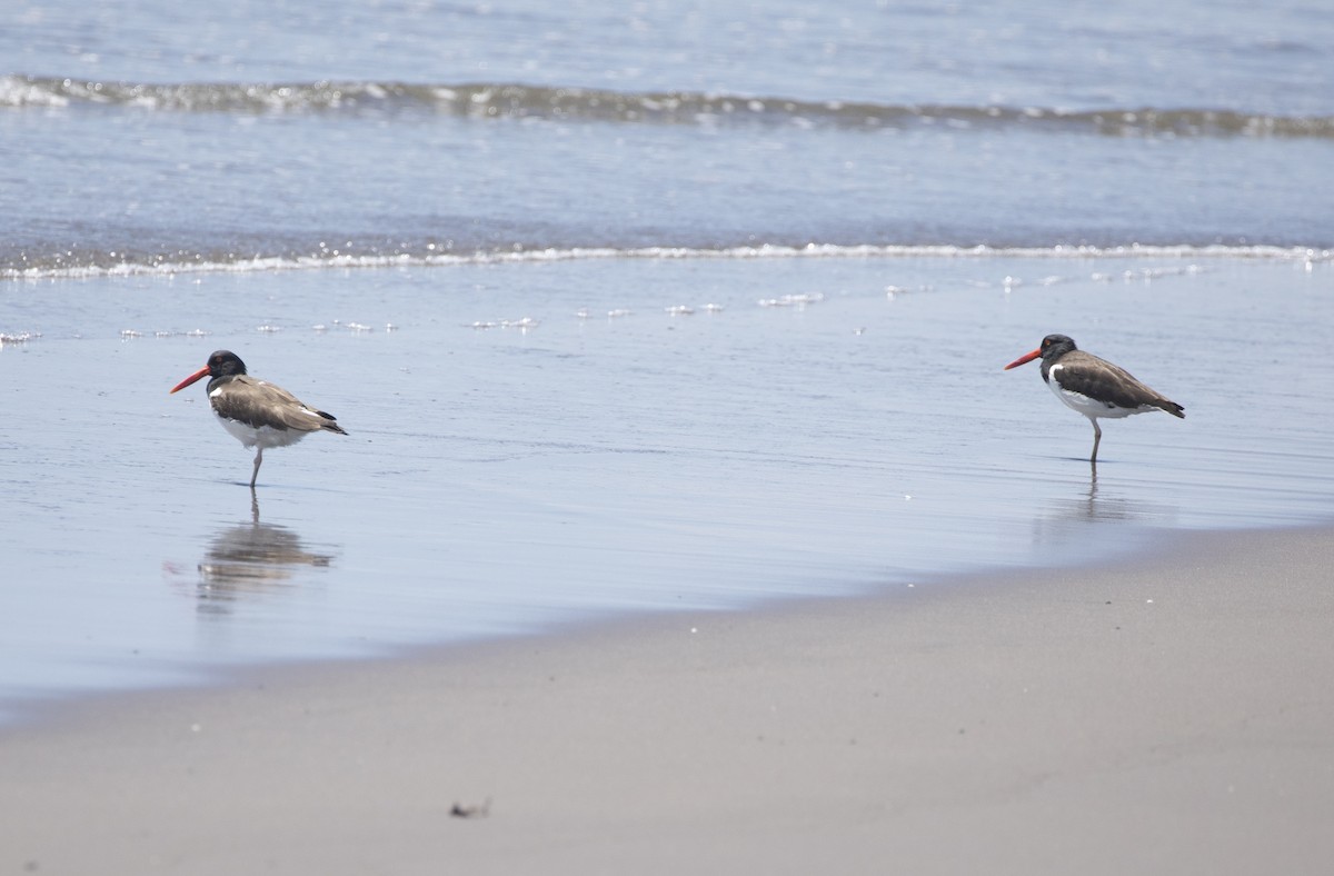 American Oystercatcher - ML305403081