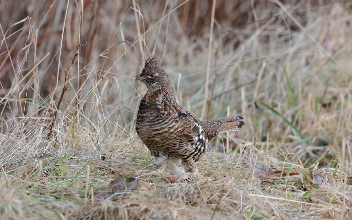 Ruffed Grouse - ML305403181